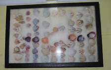 Vintage estate seashell for sale  Marion