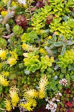 Sedum mix fetthenne gebraucht kaufen  Tangermünde