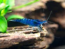 Blue diamond shrimp for sale  HAYWARDS HEATH