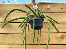 Aporocactus mallisonii rats for sale  LEEDS