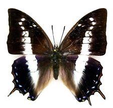 Used, Insect Butterfly Moth Nymphalidae Charaxes opinatus-Very Rare Female! 01 for sale  Shipping to South Africa