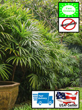 Rhapis excelsa lady for sale  Oviedo