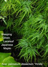 Japanese maple weeping for sale  Harrison Township