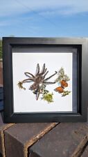 Tarantula taxidermy framed for sale  WOLVERHAMPTON
