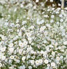 Gypsophila baby breathe for sale  SOUTHAMPTON