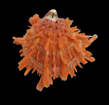 Shell SPONDYLUS PRINCEPS California 132 mm # ORANGE BEAUTY for sale  Shipping to South Africa