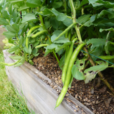 Broad bean imperial for sale  BURTON-ON-TRENT