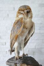 +++ Old Lovely Premium *Tyto Alba* "Schleiereule" Taxidermy Collectors +++ for sale  Shipping to South Africa
