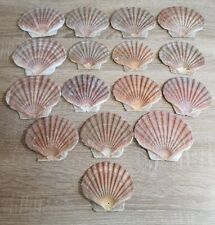Flat scallop shells for sale  CHRISTCHURCH