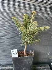 trees pine fir for sale  Martin