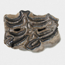 Fossil equidae molar gebraucht kaufen  Lorsch