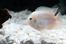White parrot fish for sale  HAYWARDS HEATH
