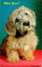 vintage postcard- Postcard - What Gives? - Dandie Dinmont - Dog for sale  Shipping to South Africa