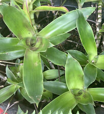 Med callisia fragrans for sale  Seminole