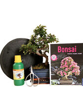 Bonsai geschenkset anfänger gebraucht kaufen  Lehrte