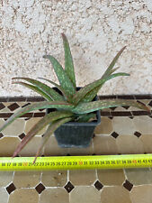 Aloe Zubb for sale  Shipping to South Africa