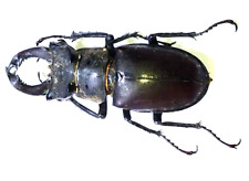 Insect - LUCANIDAE Lucanus cervus Male Stag Beetle - France - 55mm medium size..! for sale  Shipping to South Africa
