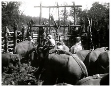 Inde mysore éléphants d'occasion  Pagny-sur-Moselle