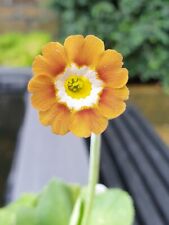 Auricula primula willie for sale  HUDDERSFIELD