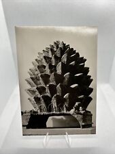 Alte postkarte pinienzapfen gebraucht kaufen  Reisbach