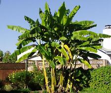 Basjoo banana tree for sale  Mobile