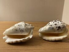 Sea shells set for sale  THORNTON-CLEVELEYS