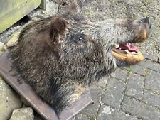 Wildschweinkopf trophäe wilds gebraucht kaufen  Helmstedt