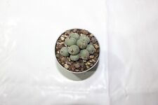 Conophytum cm topf gebraucht kaufen  Heroldsberg