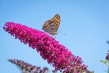 Schmetterlingsflieder buddleja gebraucht kaufen  Wurzen