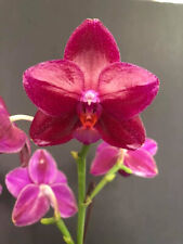 Fragrant phal orchid for sale  Fullerton