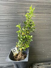 Dee runk boxwood for sale  Martin