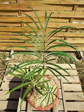Cycas panzhihuaensis multifron d'occasion  Belley