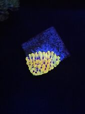 Kung pao montipora for sale  BELPER