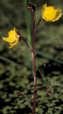 Utricularia vulgaris plante d'occasion  La Coquille