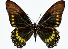 Papilionidae BATTUS ERACON******VERY RAR FEMALE*****Mexico(papered) for sale  Shipping to South Africa