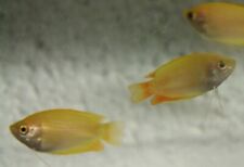 Gold honey dwarf for sale  UK