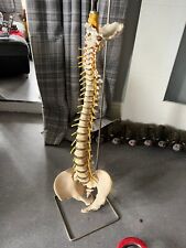 Anatomical spine model for sale  RHYL