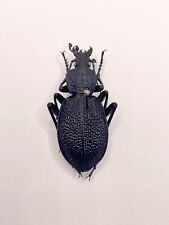 Entomology Taxidermy: Procerus Tauricus Crimeanus, Crimea 2011, 45.28mm A1- for sale  Shipping to South Africa