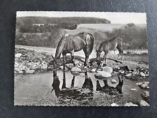Alte pferdepostkarte pferd gebraucht kaufen  Beeskow