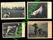 Cani caccia pointer usato  Italia