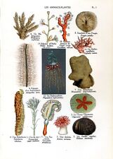 Coral sea urchin...antique d'occasion  Saint-Cyprien