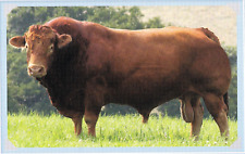 Limousin bull book for sale  COLNE