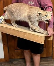 Bobcat mount taxidermy for sale  Harper