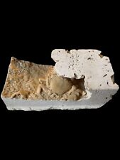 Fossil crab travertine for sale  BROADSTAIRS