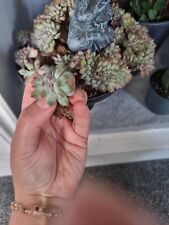 Succulent echeveria for sale  KEIGHLEY