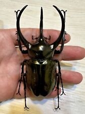 Dynastinae: Chalcosoma atlas hesperus-95±mm (chifre grosso e bonito) comprar usado  Enviando para Brazil