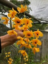 Orchid plants dendrobium for sale  USA