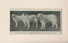 PYRENEAN MOUNTAIN DOG THREE NAMED DOGS OLD 1930'S PRINT MOUNTED READY TO FRAME for sale  COLEFORD