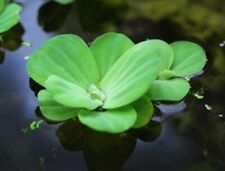 Water lettuce live for sale  CHESTER