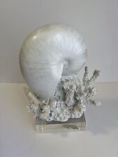 Nautilus shell coral for sale  Concord